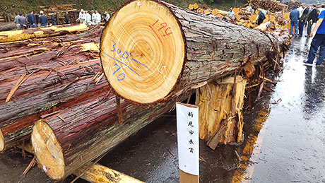 岡山県森林組合連合会新見木材共販所視察