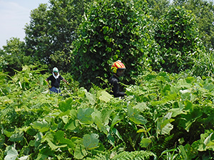 森林作業士（フォレストワーカー）研修